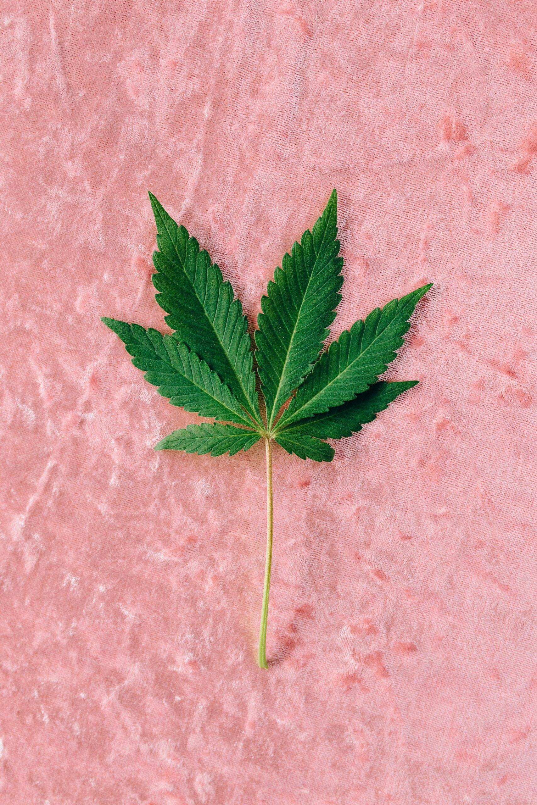 A cannabis leaf laid on a pink velvet surface, highlighting its texture and color contrast.