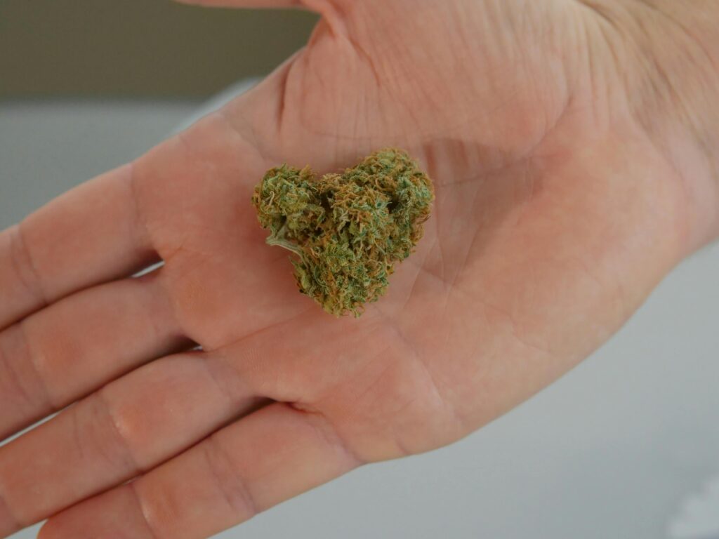 Close-up of a cannabis nugget resting in an open hand, showcasing texture and color.